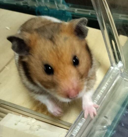 こころみたすペット思い出セレモニーにて葬儀したペットちゃん | ひまわりちゃん