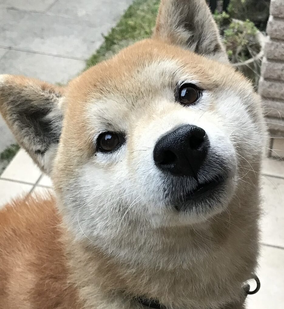 こころみたすペット思い出セレモニーにて葬儀したペットちゃん | シロくん