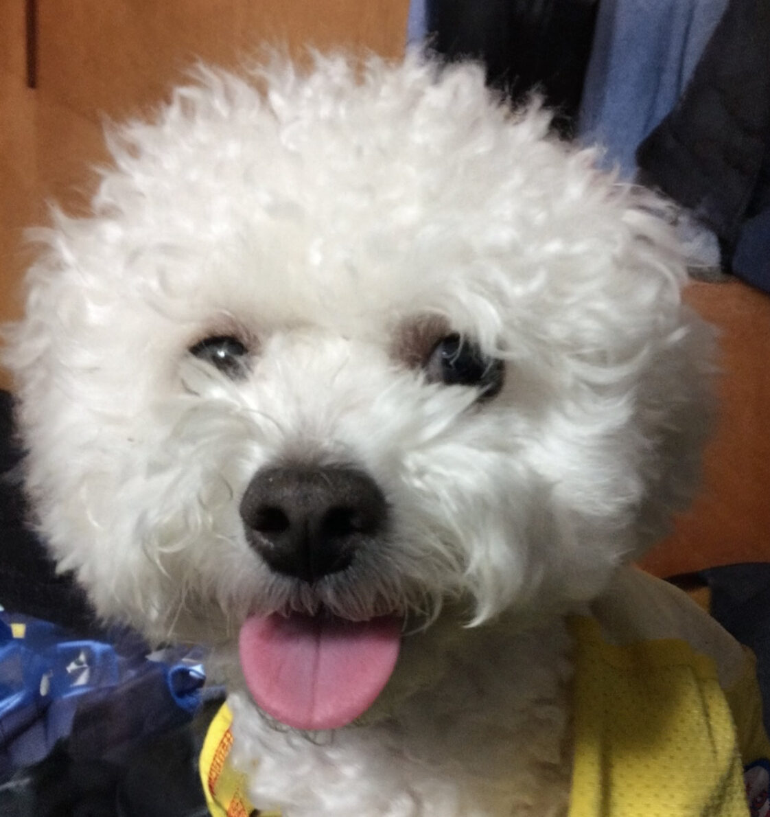 こころみたすペット思い出セレモニーにて葬儀したペットちゃん | しらすちゃん