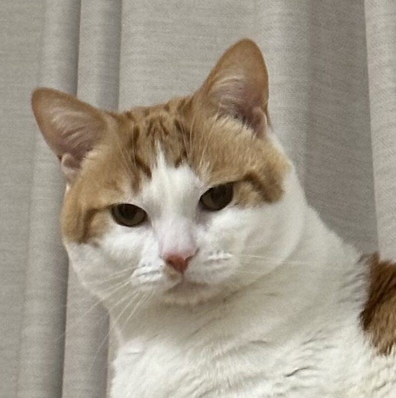 こころみたすペット思い出セレモニーにて葬儀したペットちゃん | ハクくん