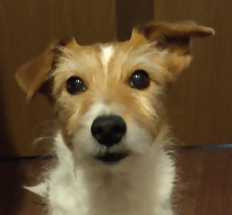 こころみたすペット思い出セレモニーにて葬儀したペットちゃん | ジィちゃん