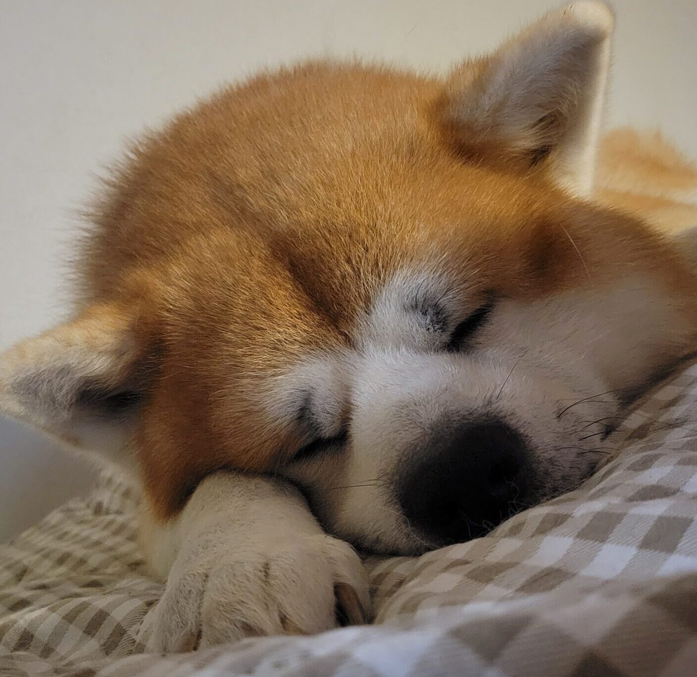 こころみたすペット思い出セレモニーにて葬儀したペットちゃん | 天斗くん