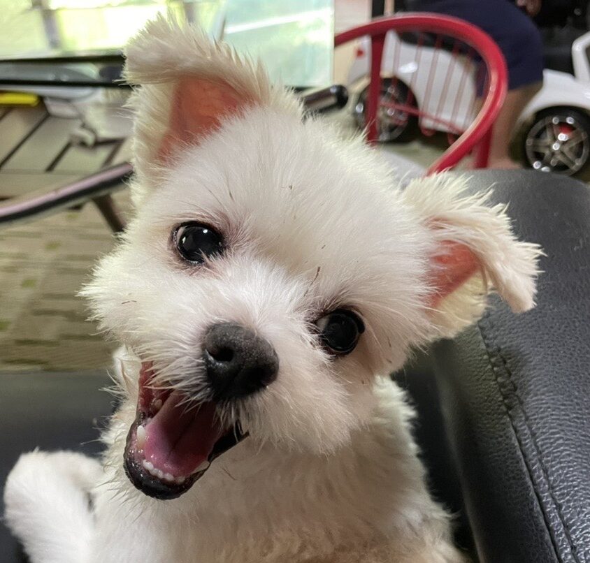 こころみたすペット思い出セレモニーにて葬儀したペットちゃん | レオくん