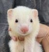 こころみたすペット思い出セレモニーにて葬儀したペットちゃん | miwaちゃん