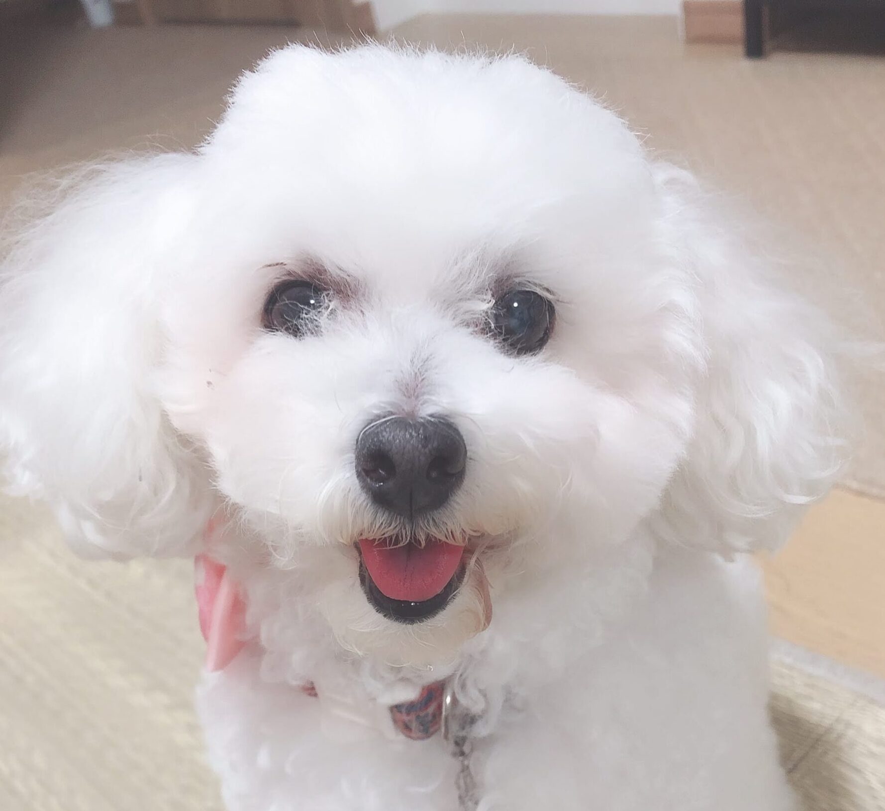 こころみたすペット思い出セレモニーにて葬儀したペットちゃん | ココちゃん