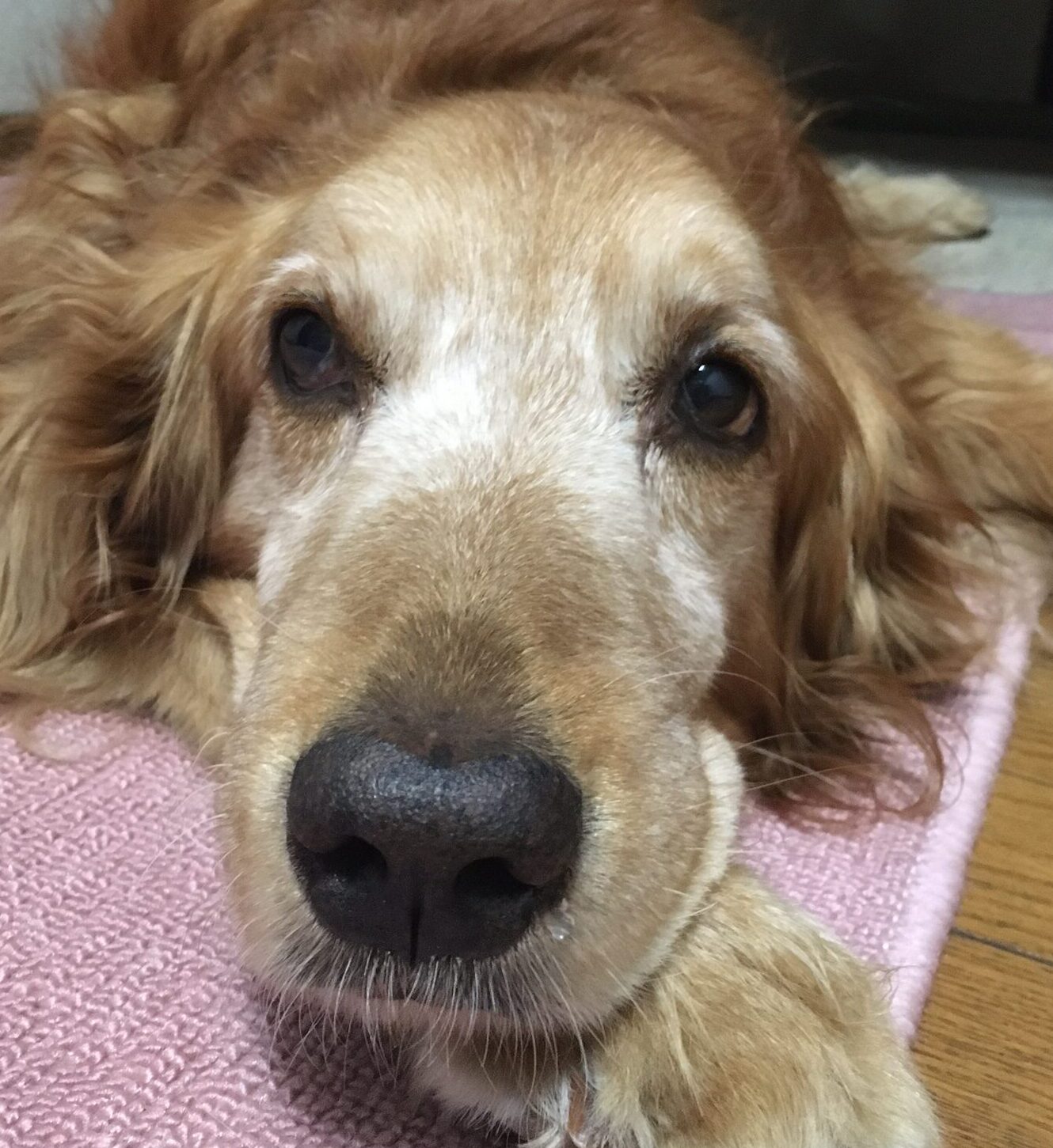 こころみたすペット思い出セレモニーにて葬儀したペットちゃん | くんたくん