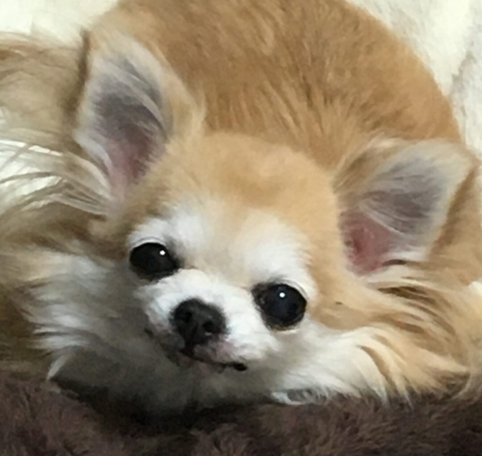 のあちゃん | こころみたす ペット思い出セレモニー