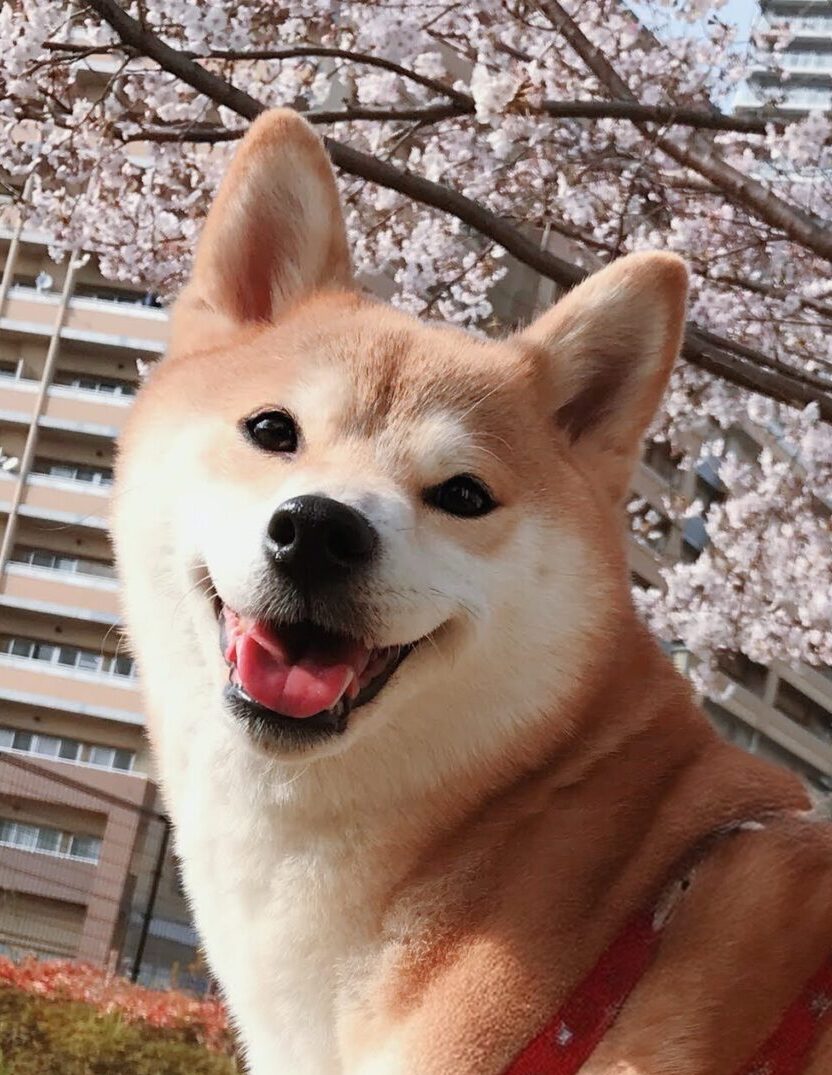 ななちゃん | こころみたす ペット思い出セレモニー