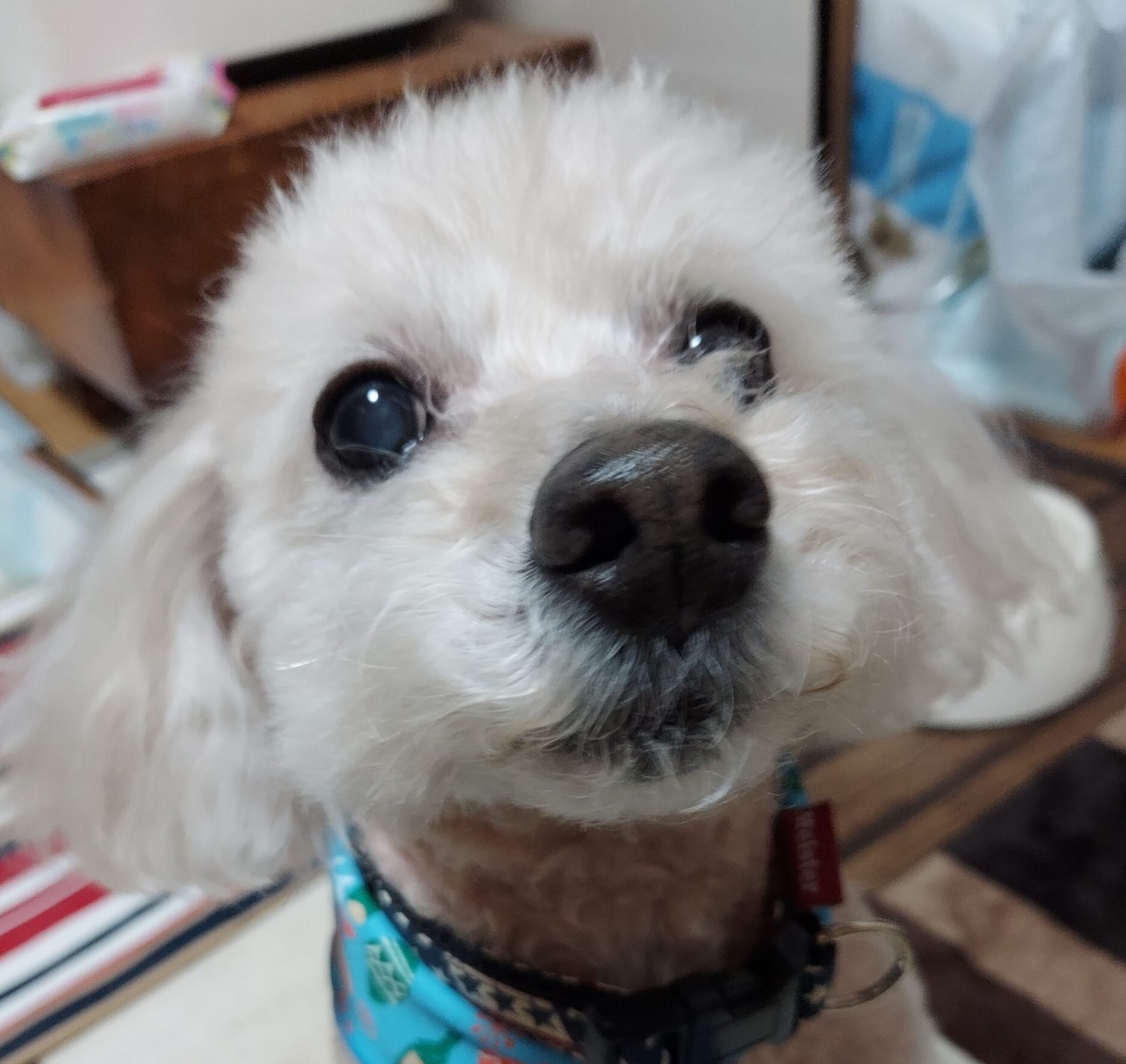 こころみたすペット思い出セレモニーにて葬儀したペットちゃん | ミルキーくん