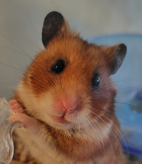 こころみたすペット思い出セレモニーにて葬儀したペットちゃん | ももちゃん