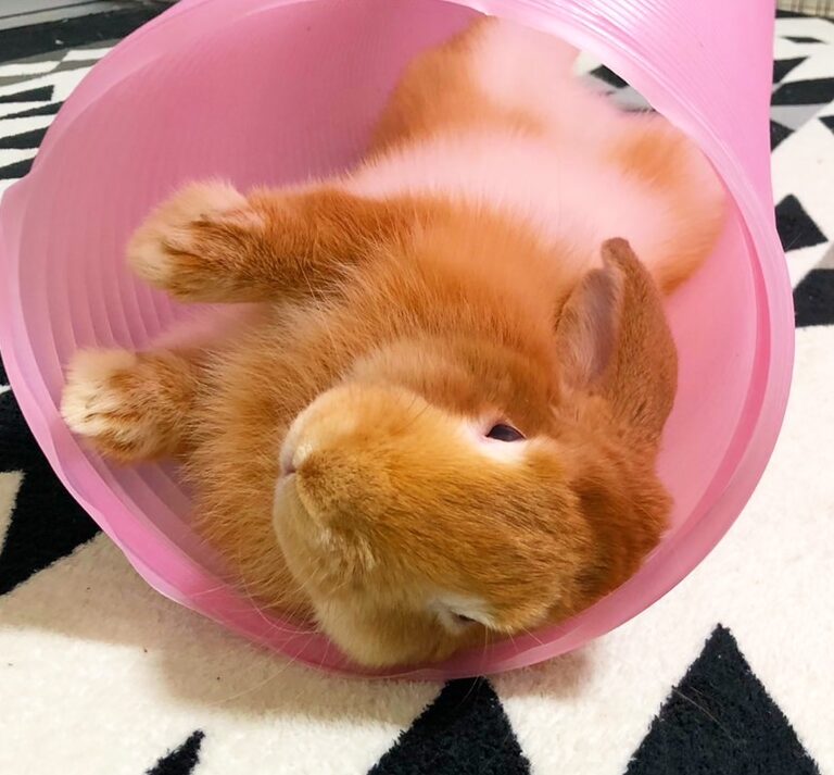小豆くん | こころみたす ペット思い出セレモニー