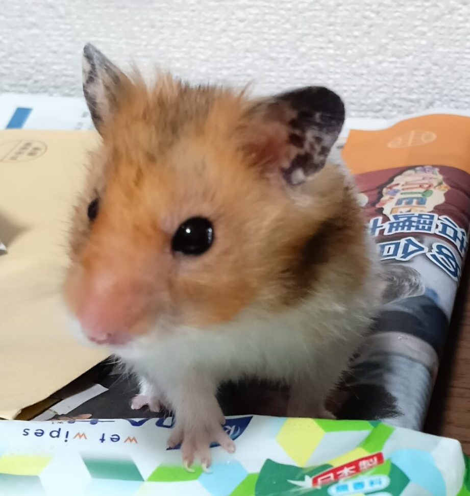 こころみたすペット思い出セレモニーにて葬儀したペットちゃん | スノーくん