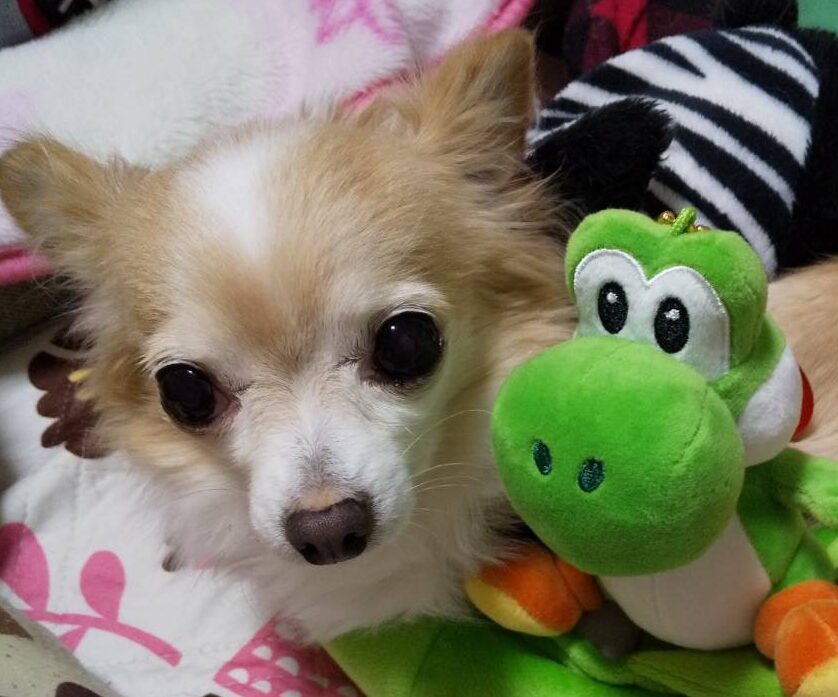 こころみたすペット思い出セレモニーにて葬儀したペットちゃん | プルルちゃん