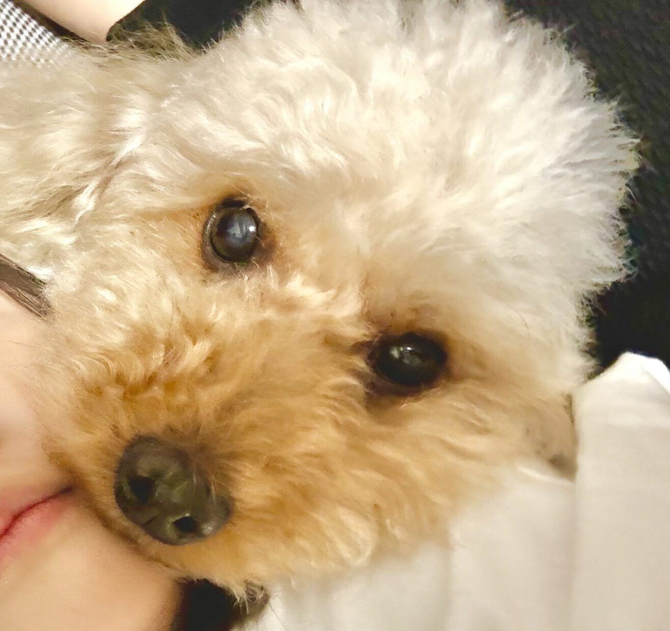 こころみたすペット思い出セレモニーにて葬儀したペットちゃん | 小太郎くん