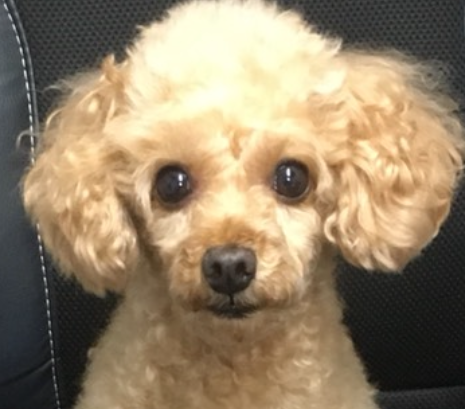 こころみたすペット思い出セレモニーにて葬儀したペットちゃん | 来夢くん