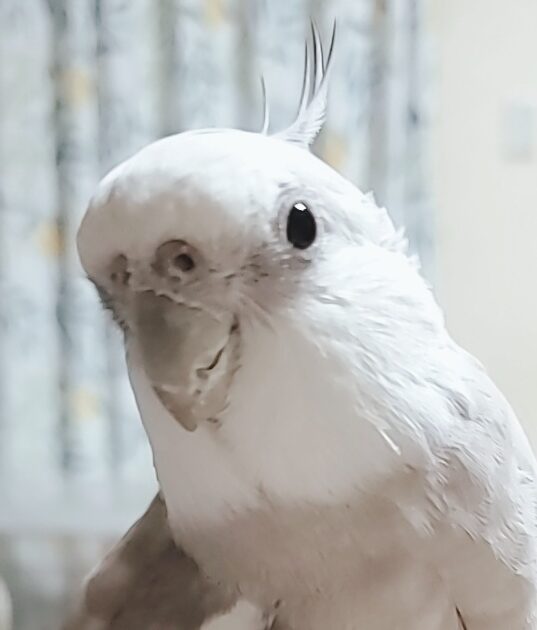 こころみたすペット思い出セレモニーにて葬儀したペットちゃん | つるくん