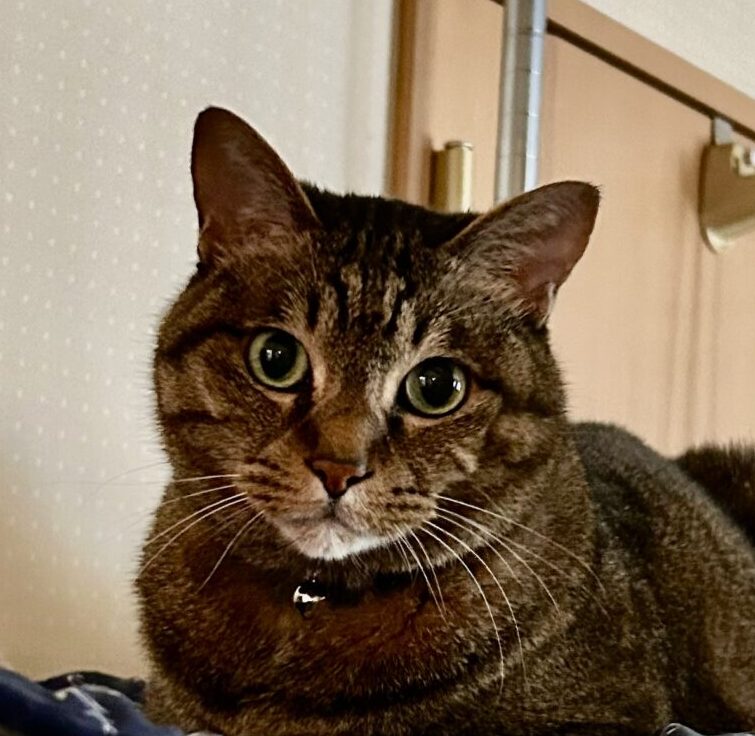 こころみたすペット思い出セレモニーにて葬儀したペットちゃん | ココくん