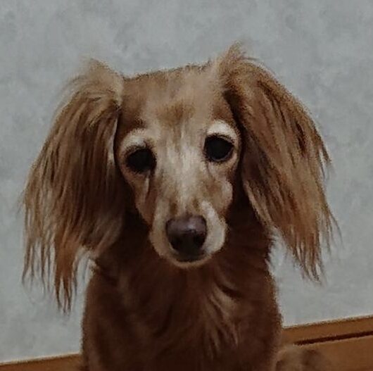 こころみたすペット思い出セレモニーにて葬儀したペットちゃん | ティッチちゃん