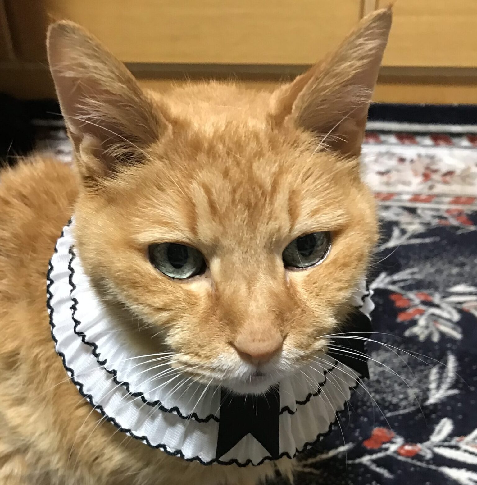 こころみたすペット思い出セレモニーにて葬儀したペットちゃん | 茶太郎くん