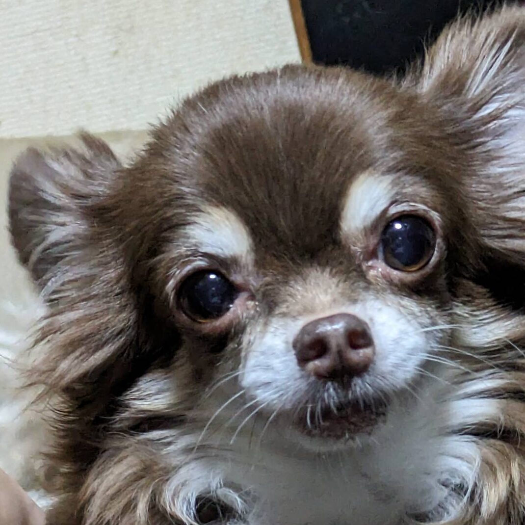 こころみたすペット思い出セレモニーにて葬儀したペットちゃん | モカちゃん