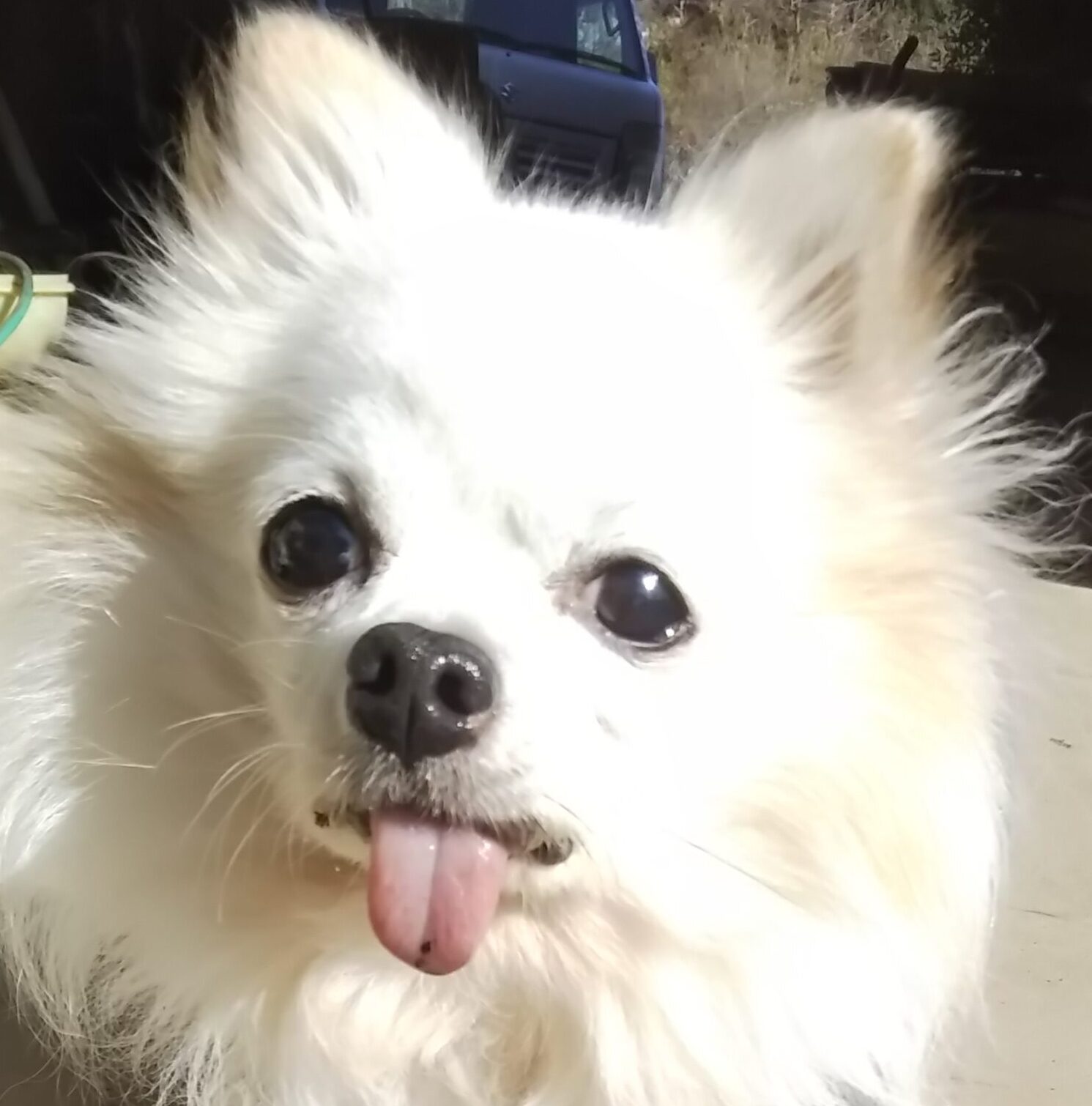 こころみたすペット思い出セレモニーにて葬儀したペットちゃん | ランプくん