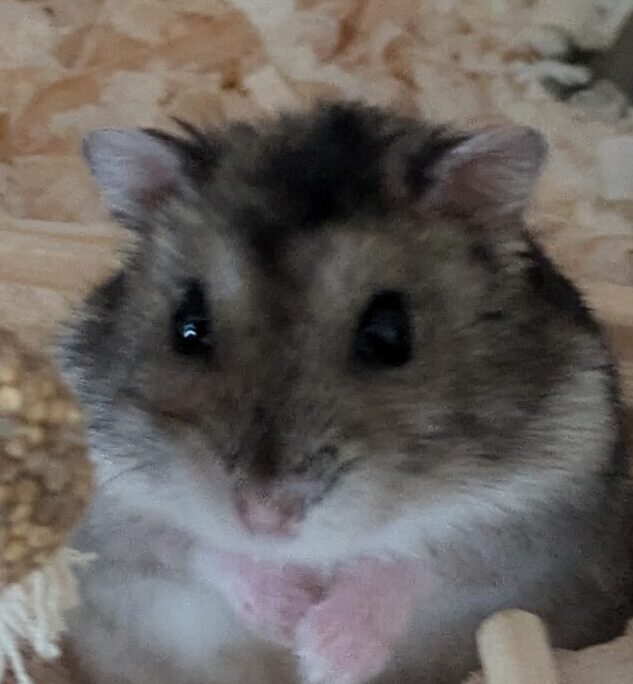 こころみたすペット思い出セレモニーにて葬儀したペットちゃん | 快くん