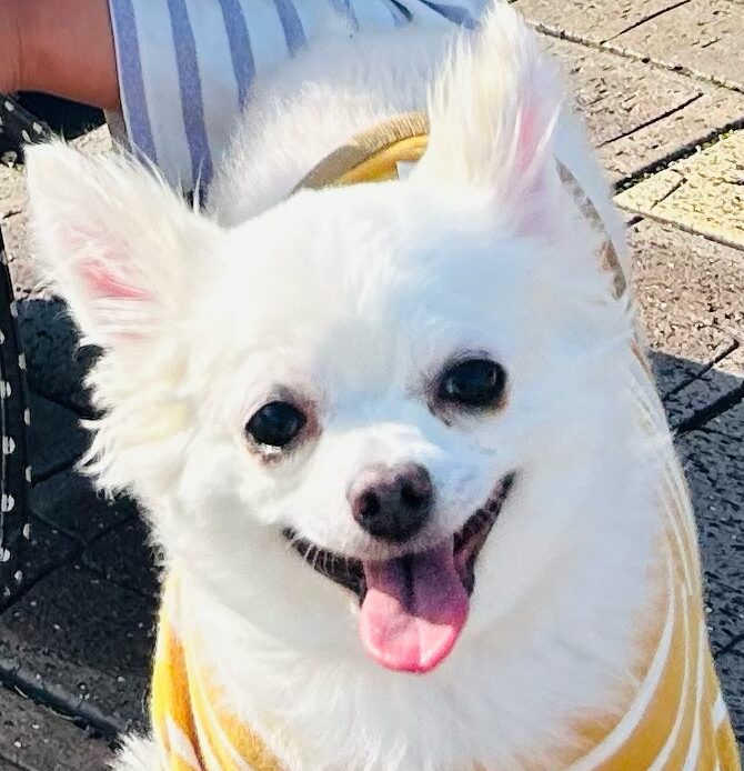 こころみたすペット思い出セレモニーにて葬儀したペットちゃん | ももちゃん