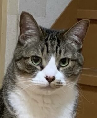 こころみたすペット思い出セレモニーにて葬儀したペットちゃん | モモくん
