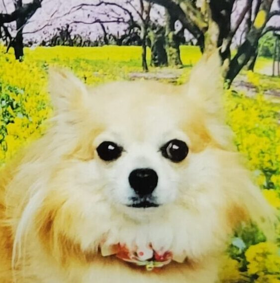 こころみたすペット思い出セレモニーにて葬儀したペットちゃん | 花ちゃん