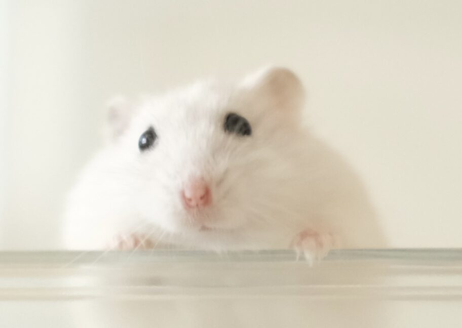 こころみたすペット思い出セレモニーにて葬儀したペットちゃん | しろまるくん