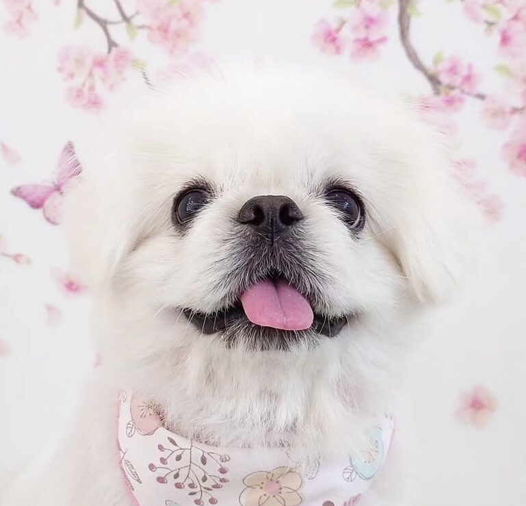 こころみたすペット思い出セレモニーにて葬儀したペットちゃん | ももちゃん