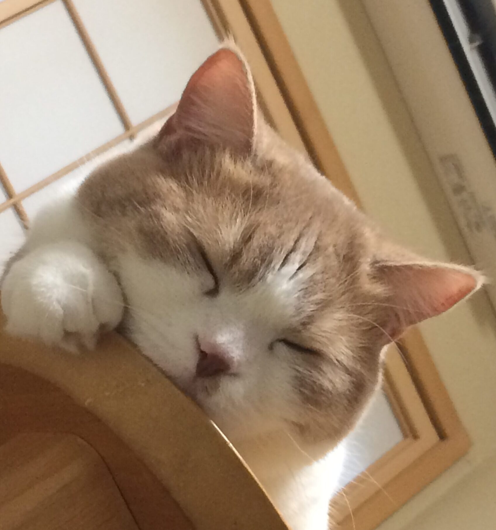 こころみたすペット思い出セレモニーにて葬儀したペットちゃん | もかくん