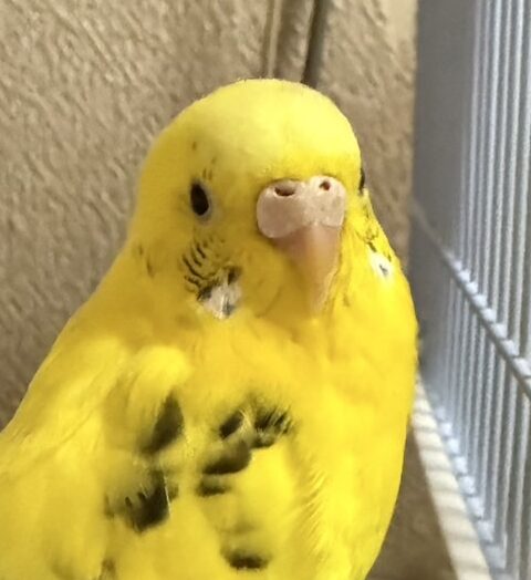 こころみたすペット思い出セレモニーにて葬儀したペットちゃん | レモンちゃん