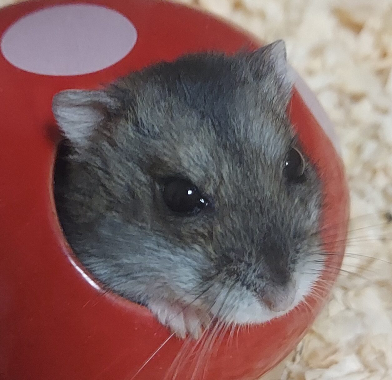 つなちゃん | こころみたす ペット思い出セレモニー