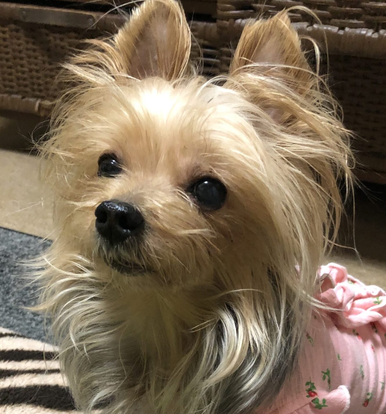 こころみたすペット思い出セレモニーにて葬儀したペットちゃん | くぅちゃん