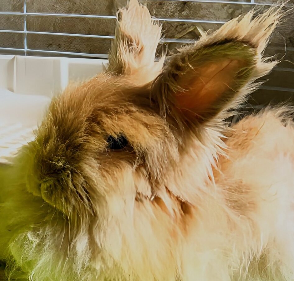 こころみたすペット思い出セレモニーにて葬儀したペットちゃん | ルイくん