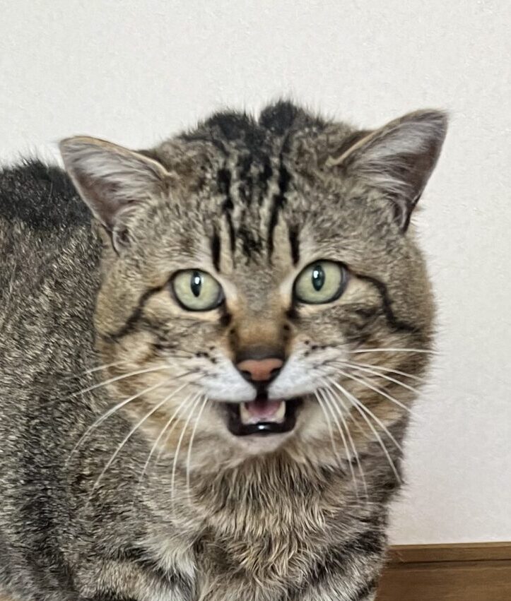 こころみたすペット思い出セレモニーにて葬儀したペットちゃん | レオくん