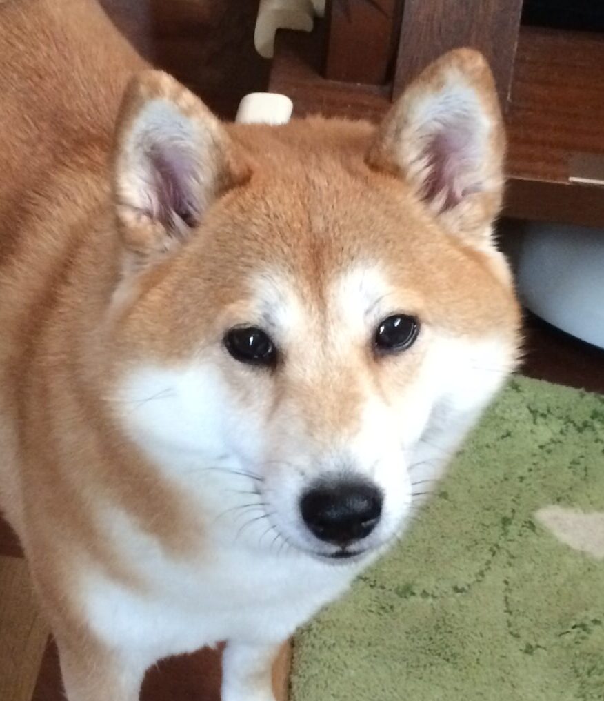 こころみたすペット思い出セレモニーにて葬儀したペットちゃん | こまちゃん