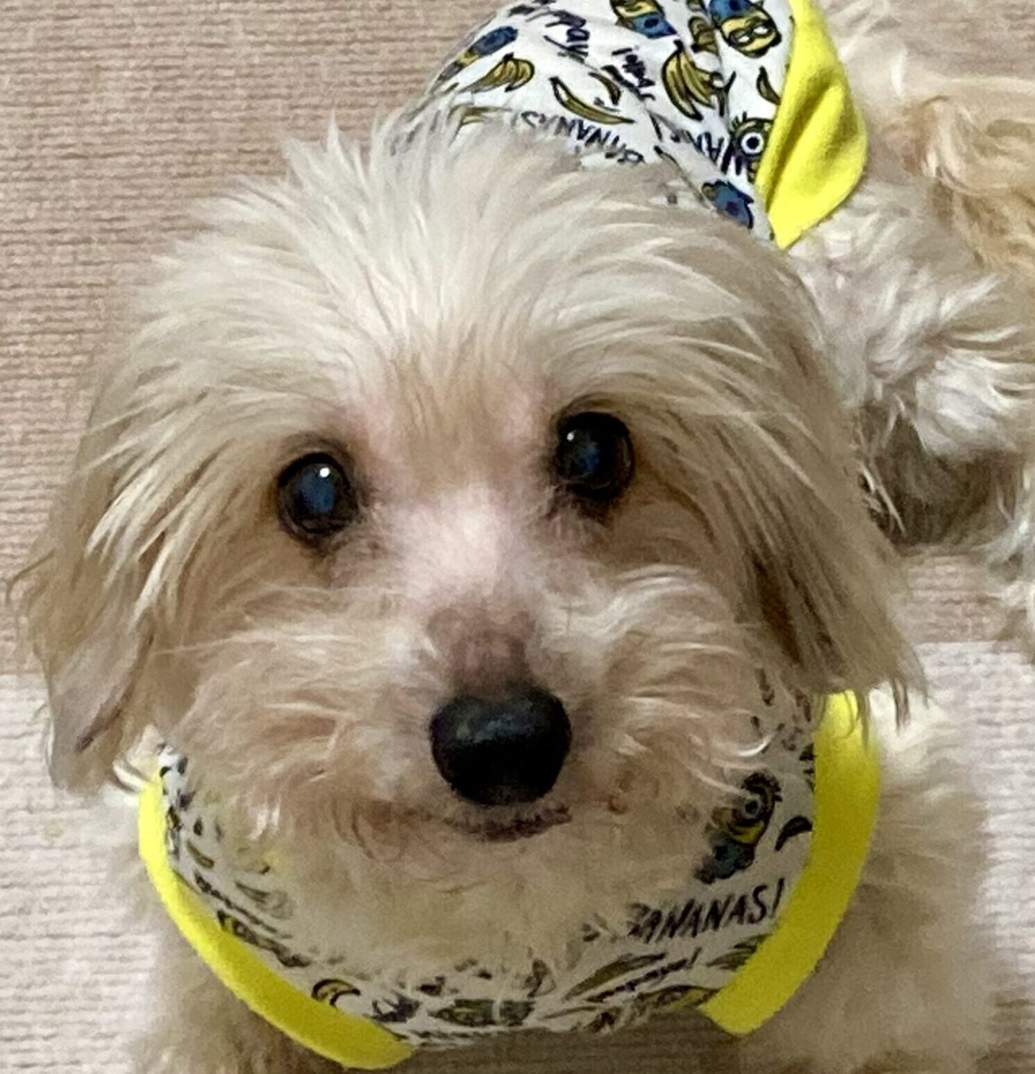こころみたすペット思い出セレモニーにて葬儀したペットちゃん | タンチちゃん