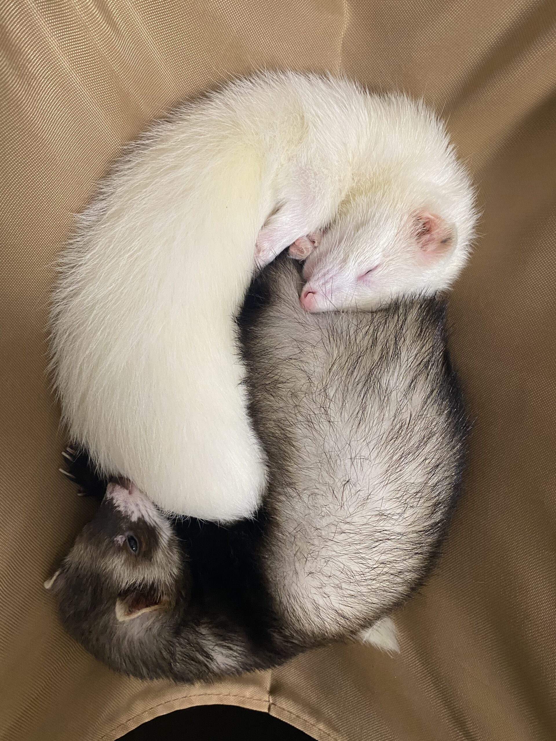 こころみたすペット思い出セレモニーにて葬儀したペットちゃん | くらまちゃん