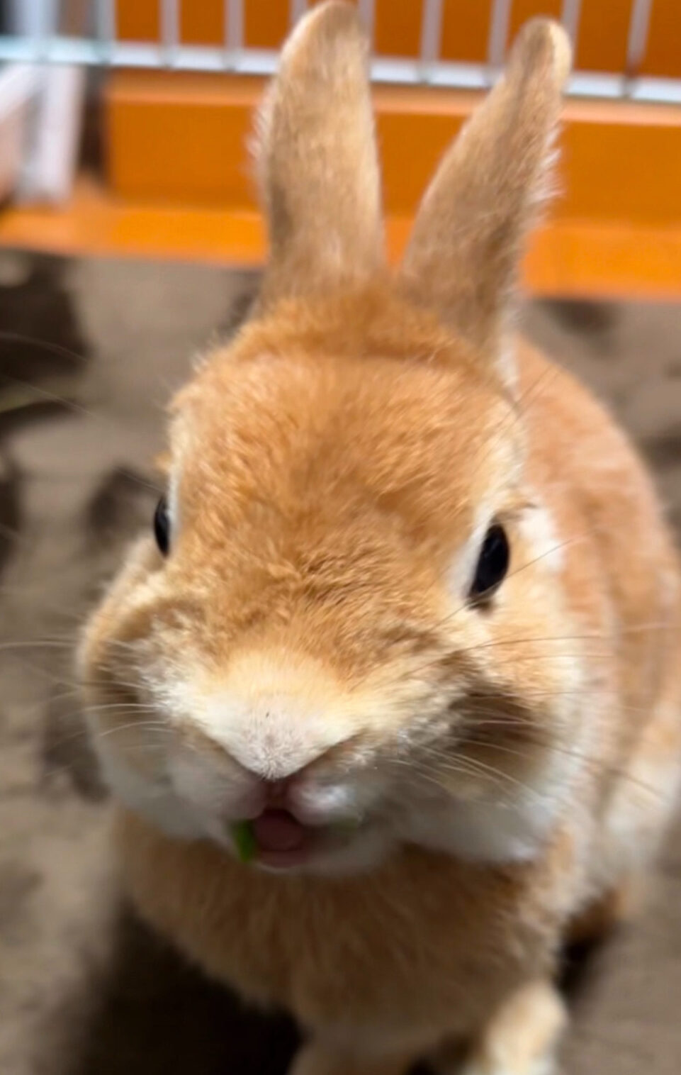 こころみたすペット思い出セレモニーにて葬儀したペットちゃん | リズムちゃん