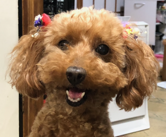 こころみたすペット思い出セレモニーにて葬儀したペットちゃん | のとちゃん