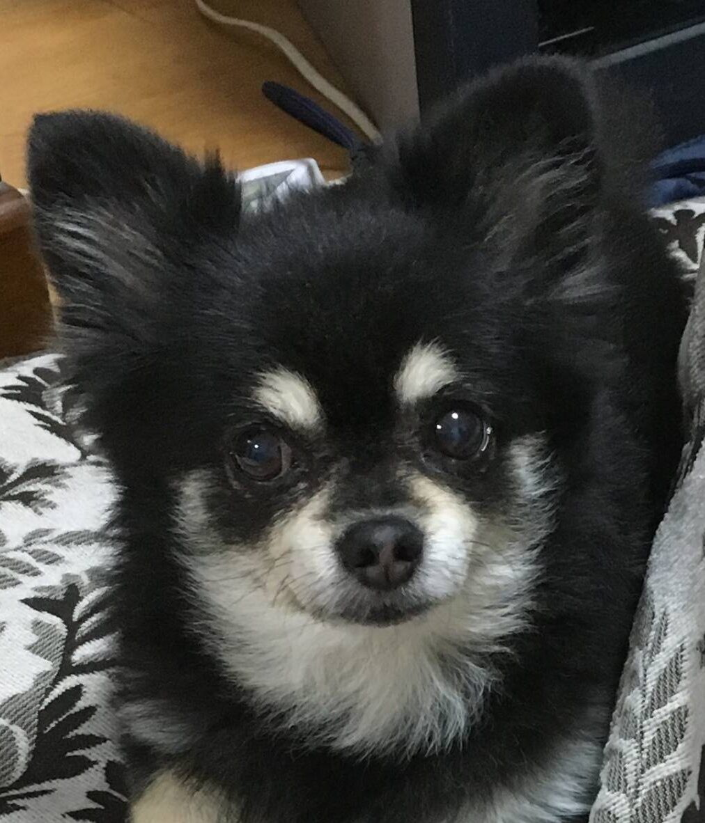 こころみたすペット思い出セレモニーにて葬儀したペットちゃん | くぅちゃん
