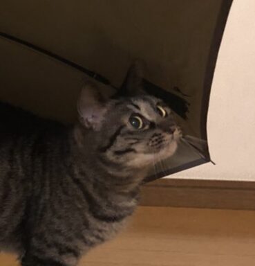 こころみたすペット思い出セレモニーにて葬儀したペットちゃん | ぴっちちゃん