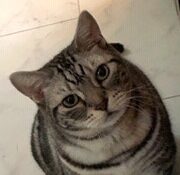 こころみたすペット思い出セレモニーにて葬儀したペットちゃん | マイケルくん