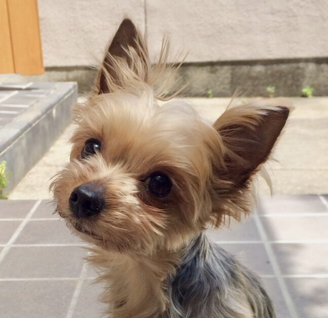 こころみたすペット思い出セレモニーにて葬儀したペットちゃん | オリビアちゃん