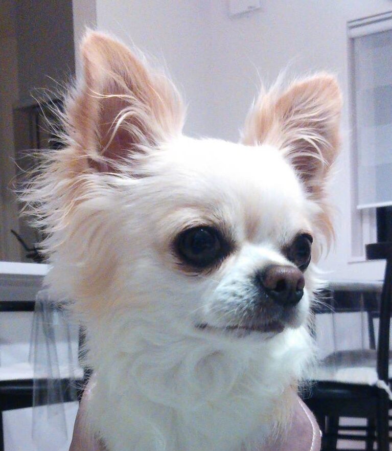 こころみたすペット思い出セレモニーにて葬儀したペットちゃん | ティノくん
