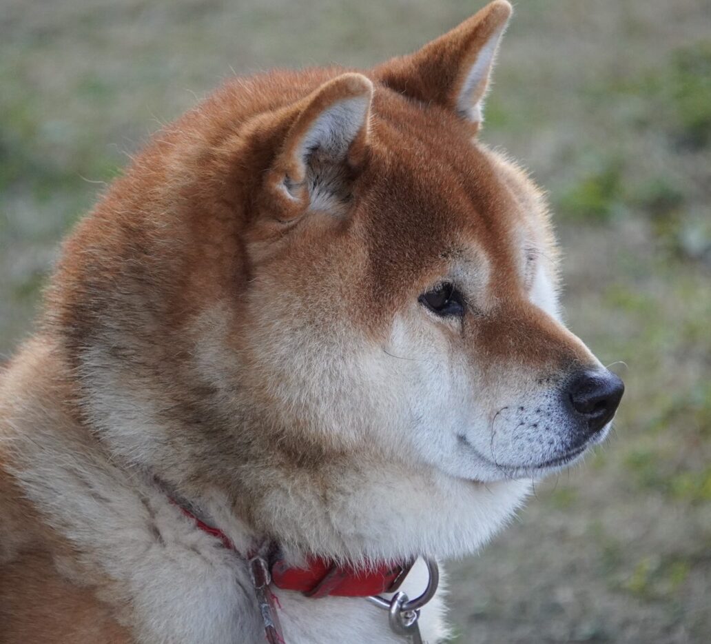 こころみたすペット思い出セレモニーにて葬儀したペットちゃん | リキくん