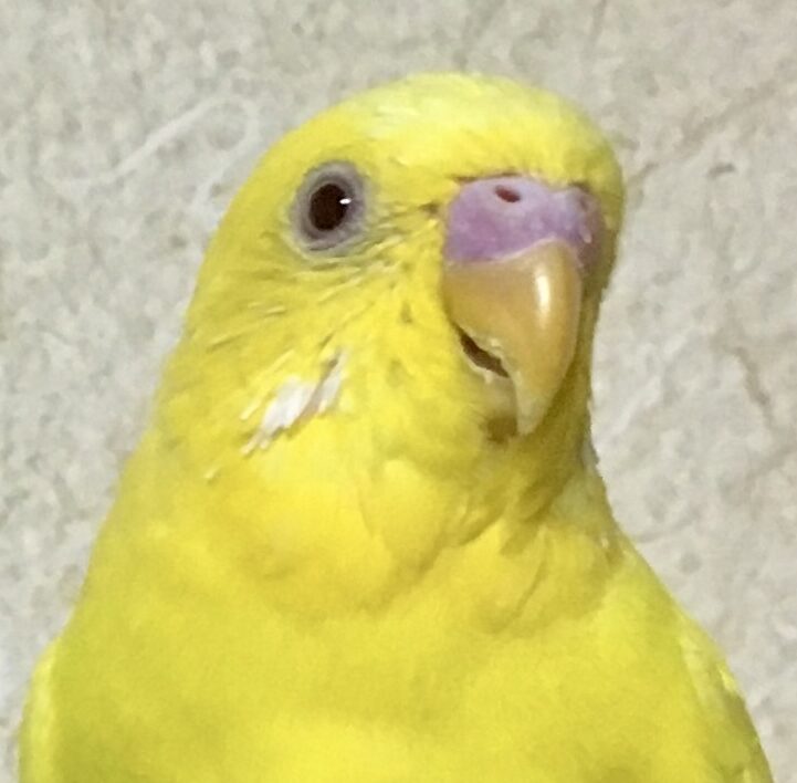 こころみたすペット思い出セレモニーにて葬儀したペットちゃん | あわまんじゅうくん