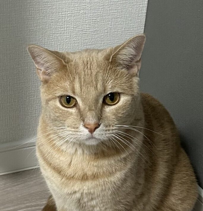 こころみたすペット思い出セレモニーにて葬儀したペットちゃん | まろくん